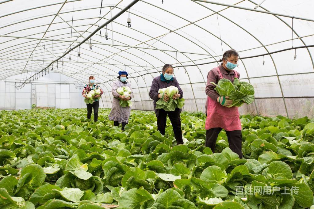 【圖】- 廈門 專業(yè)蔬菜批發(fā)配送公司,工廠食材配送 - 廈門同安餐飲美