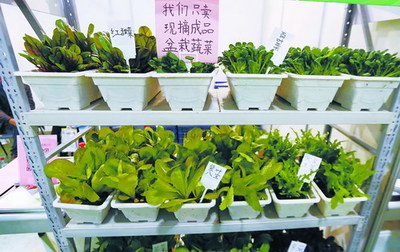 今年農展會將首設農業手工互動區 孩子可體驗開心農場 - 休閑旅游 - 東南網廈門頻道