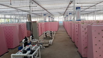 三沙市建立首個(gè)霧培蔬菜工廠基地以解決吃菜難問(wèn)題