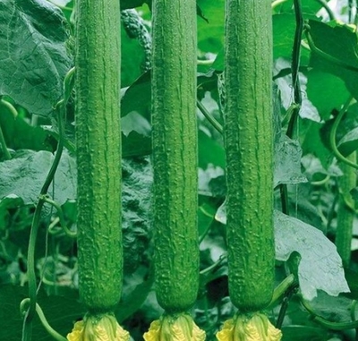 生鮮蔬菜_水果肉類_海產品_糧油調料