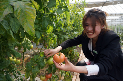同安蔬菜配送|灌口蔬菜批發商