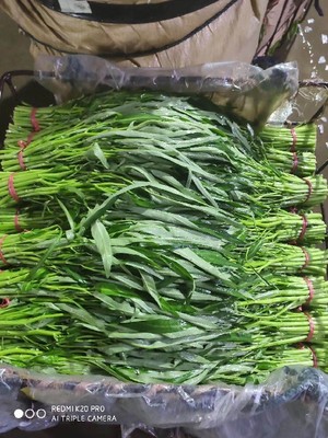 廈門市文興蔬菜種苗