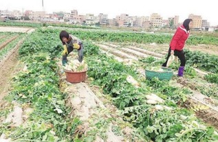 好天氣讓廈門本地蔬菜豐收 批發價比去年跌一半