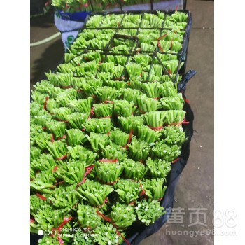 廈門蔬菜配送公司,廈門工廠食堂蔬菜批發配送