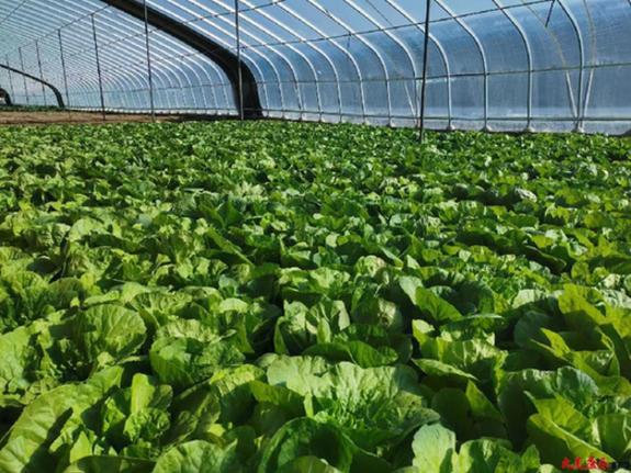 康樂縣70多噸高原夏菜直達廈門市同安區 _光明網