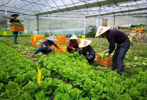 買菜去 廈門新增12家 放心肉菜示范超市 你家附近有嗎