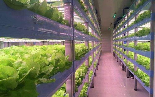 南方觀賞型植物工廠構造及生菜栽培技術