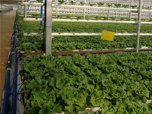 中山農產品蔬菜配送公司信息推薦
