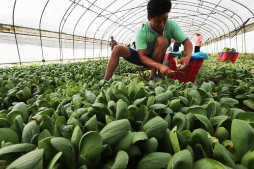 上海植物工廠萬畝蔬菜綠油油,5.5折供應百姓餐桌
