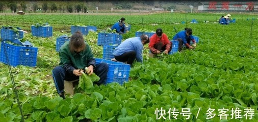 胖哥倆肉蟹煲大量使用過(guò)期食材,把「隔夜死蟹」當(dāng)現(xiàn)殺活蟹賣!