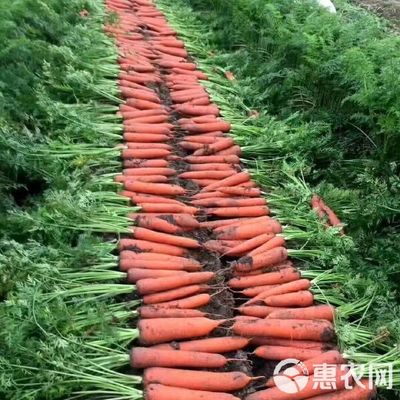 紅皮蘿卜 廈門蔬菜配送,生鮮配送公司