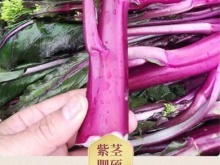 廈門食材配送