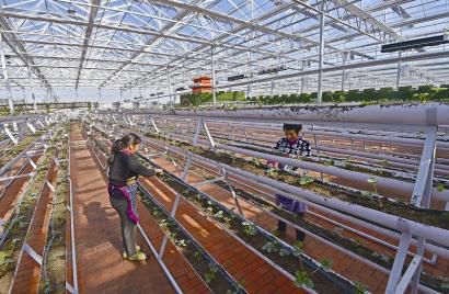 江陽萬畝蔬菜 工廠 建設忙