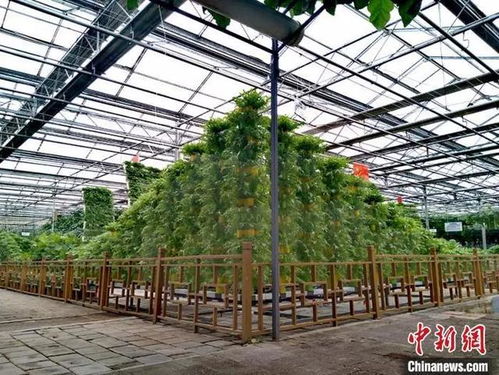 普通菜田成美麗風景線 長春農博園里有座 蔬菜工廠