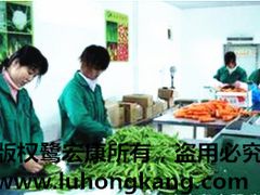 廈門專業的鷺宏康果蔬提供商,廈門蔬菜配送代理