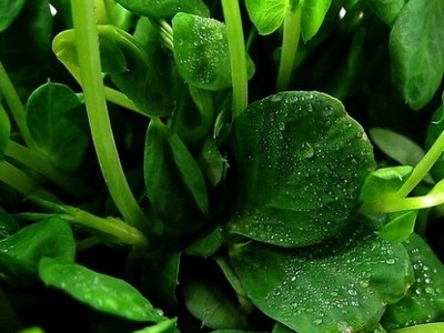 推薦能刷限制地區的微信投票的公司價格_推薦能刷限制地區的微信投票的公司批發_推薦能刷限制地區的微信投票的公司廠家-258.com企業服務平臺