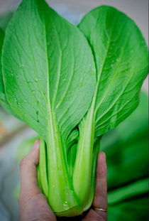 驚呆 廈門大媽大爺竟扎堆瘋搶這個比白菜價還便宜的蔬菜 原因曝光...