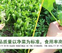 廈門蔬菜配送熱賣促銷