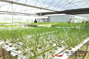 搭上 互聯網 ,水培蔬菜配送到家 植物工廠 在東莞悄然興起